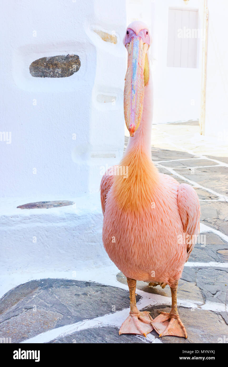 One of pelicans Petros in the street in Mykonos town, Greece Stock Photo