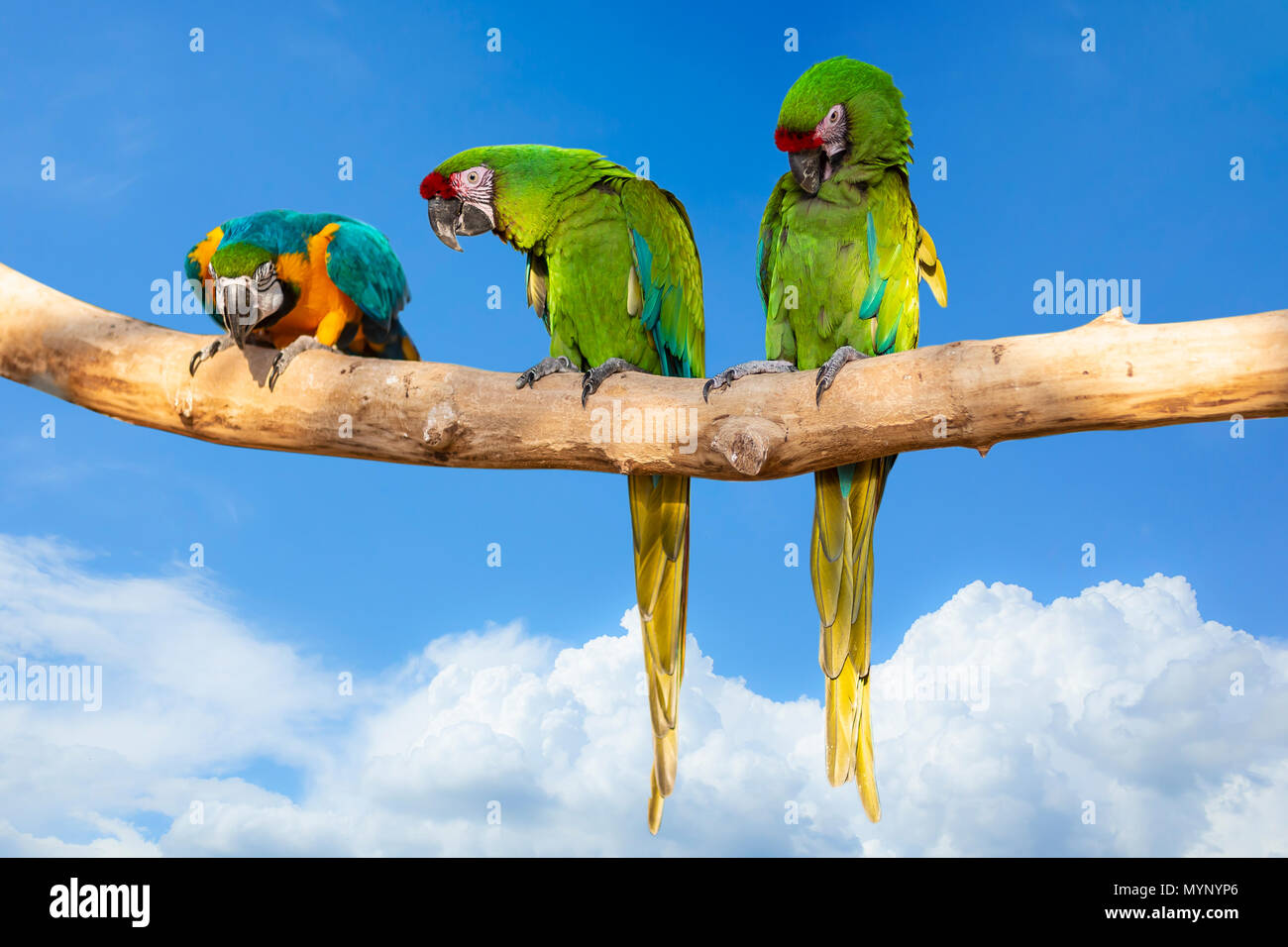 Parrots - Ara ararauna on tree and blue sky - aviation tropical vacation concept Stock Photo