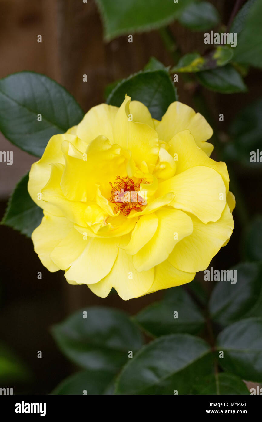 Rosa. Yellow Climbing Rose flower Stock Photo Alamy