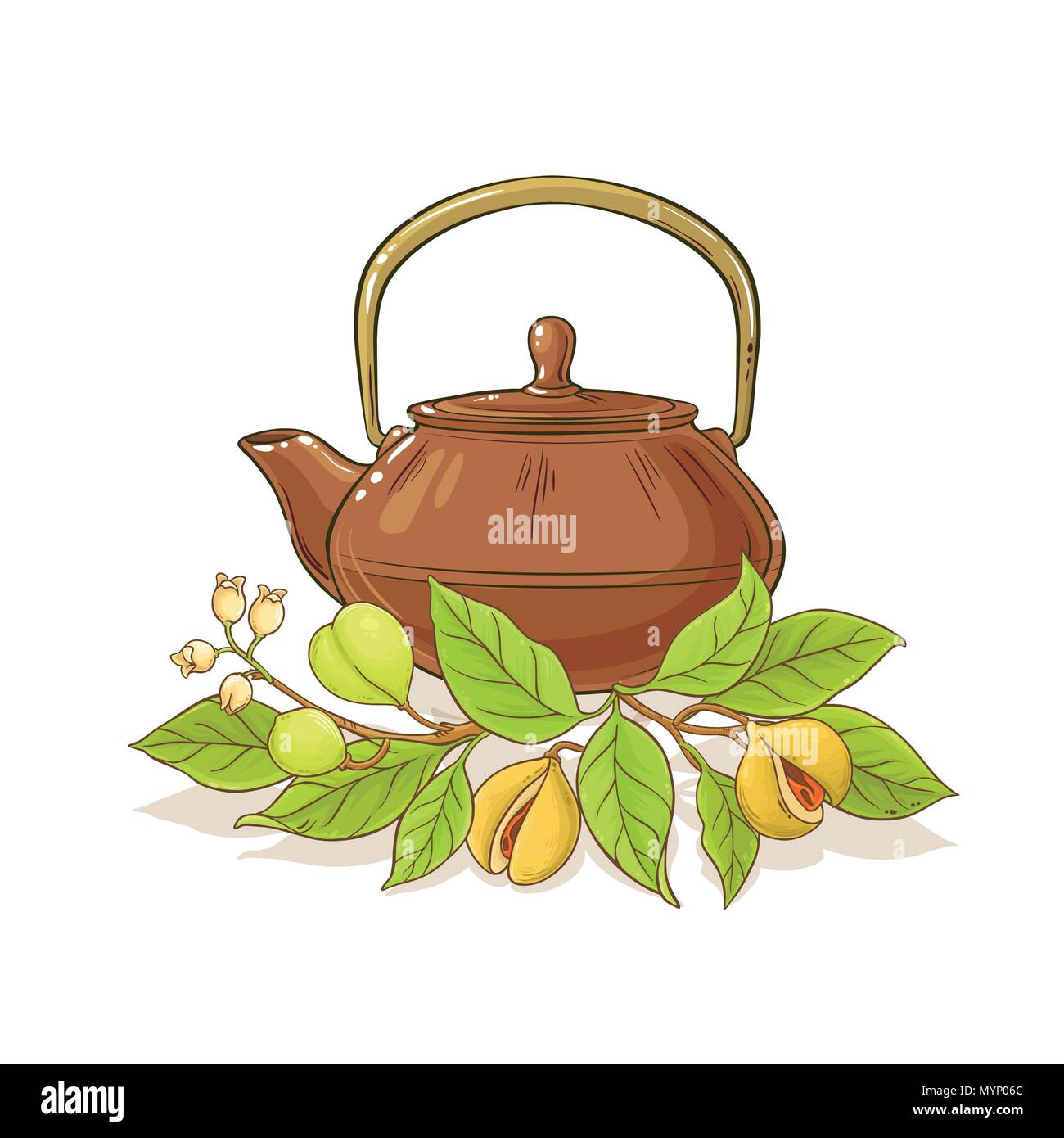 nutmeg tea in teapot illustration on white background Stock Vector Image & Art Alamy