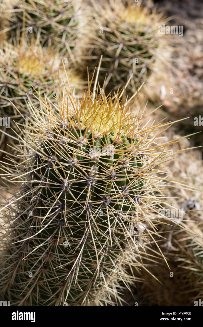 Long spikes cactus hires stock photography and images Alamy