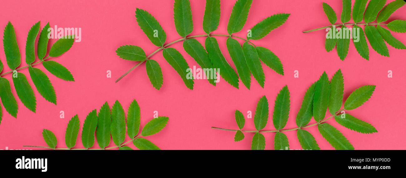 Creative flat lay top view pattern with fresh green rowan tree leaves ...