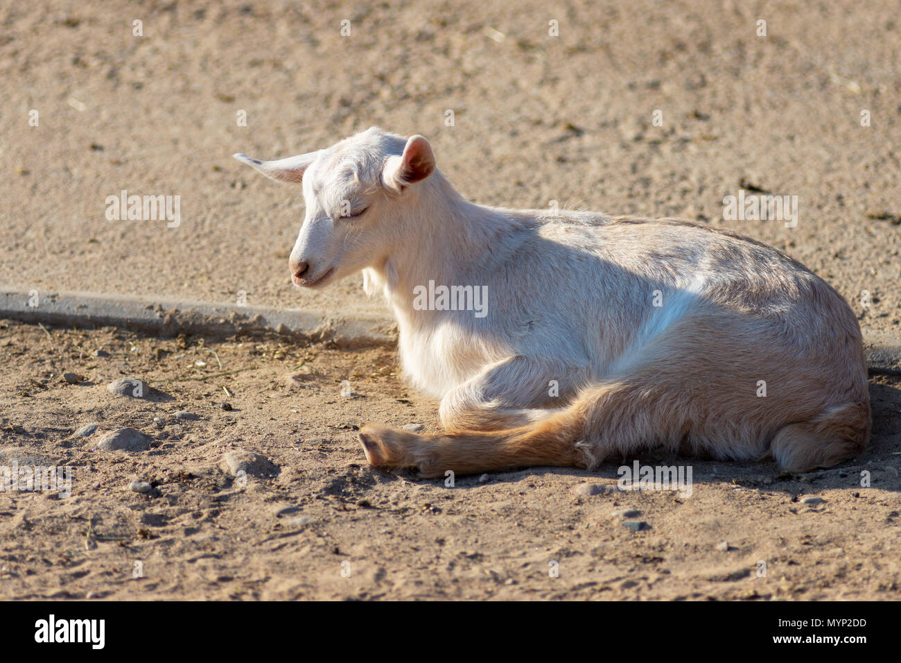 white ridiculous kid is grazed on a farm Stock Photo