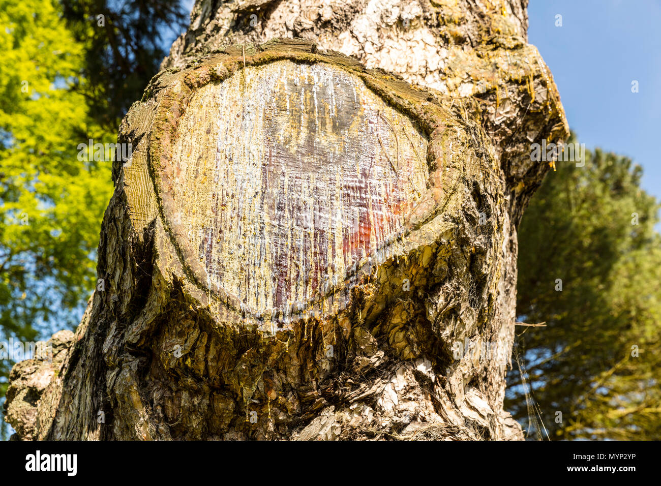 Blood Tree High Resolution Stock Photography And Images Alamy