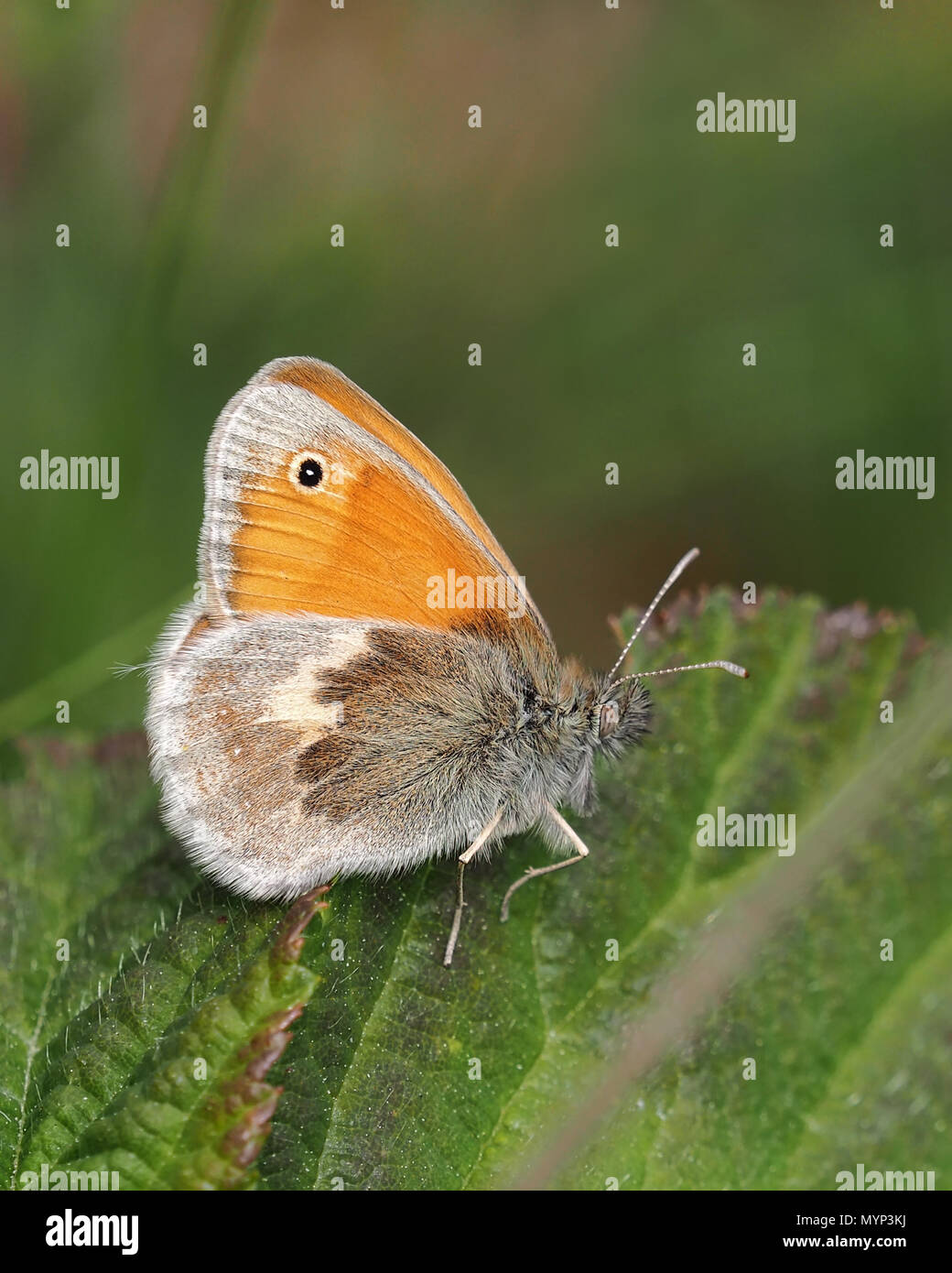 Small Heath butterfly (Coenonympha pamphilus) resting on bramble leaf. Tipperary, Ireland Stock Photo