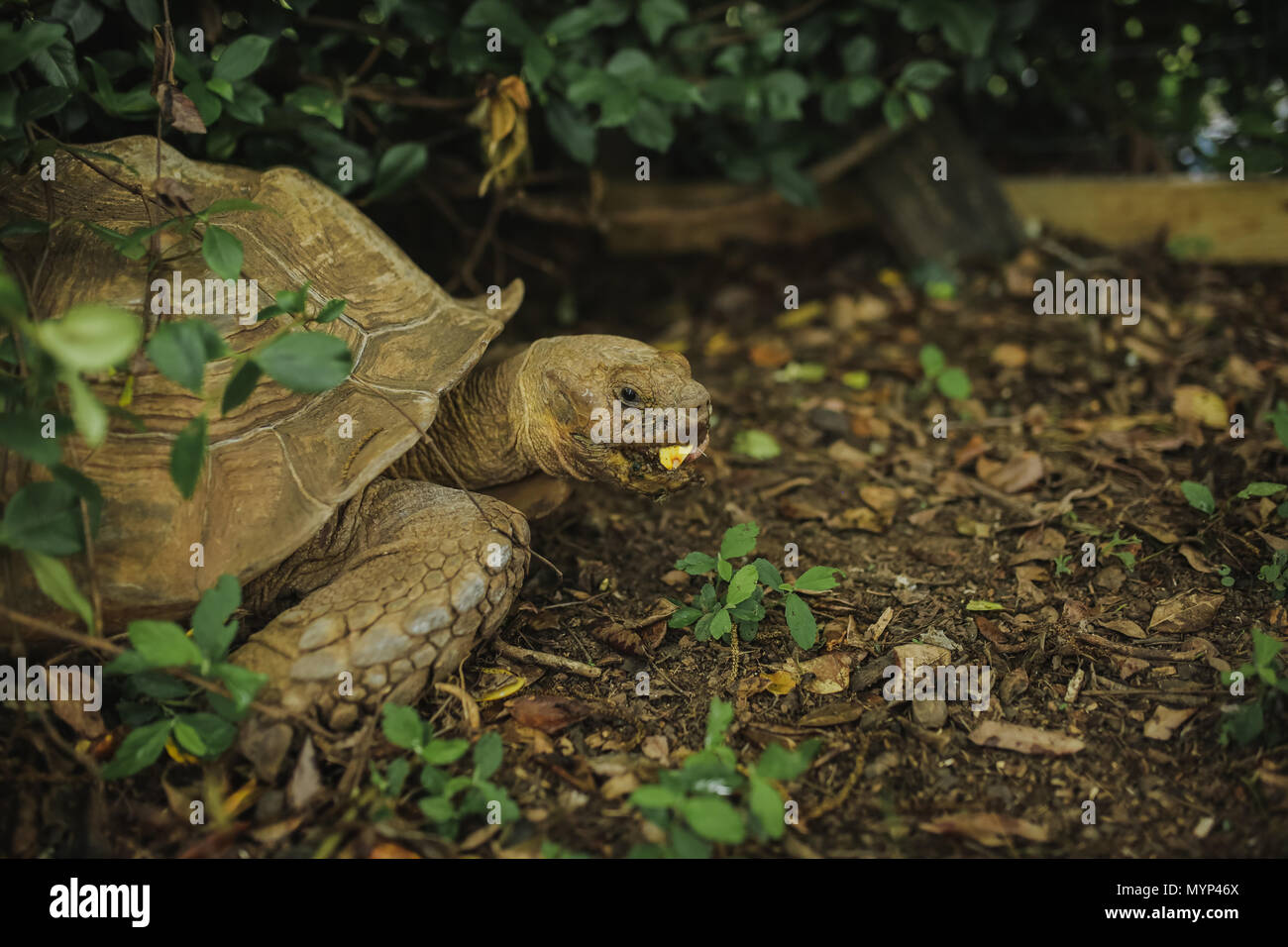 tortoise eating squash Stock Photo Alamy