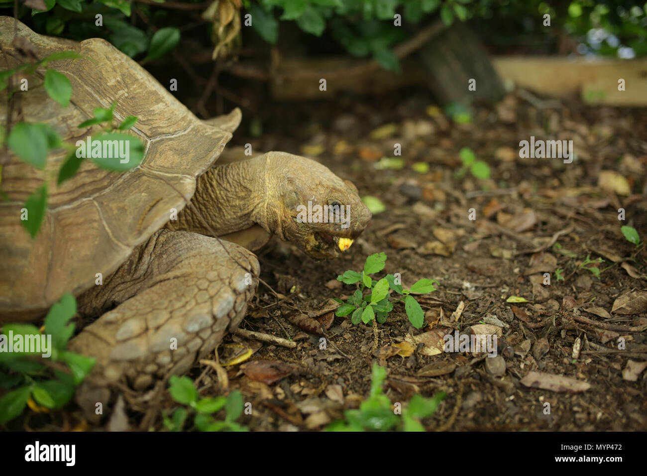 Slow tortoise hires stock photography and images Alamy