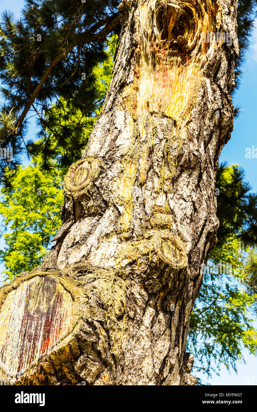 Blood Tree High Resolution Stock Photography And Images Alamy