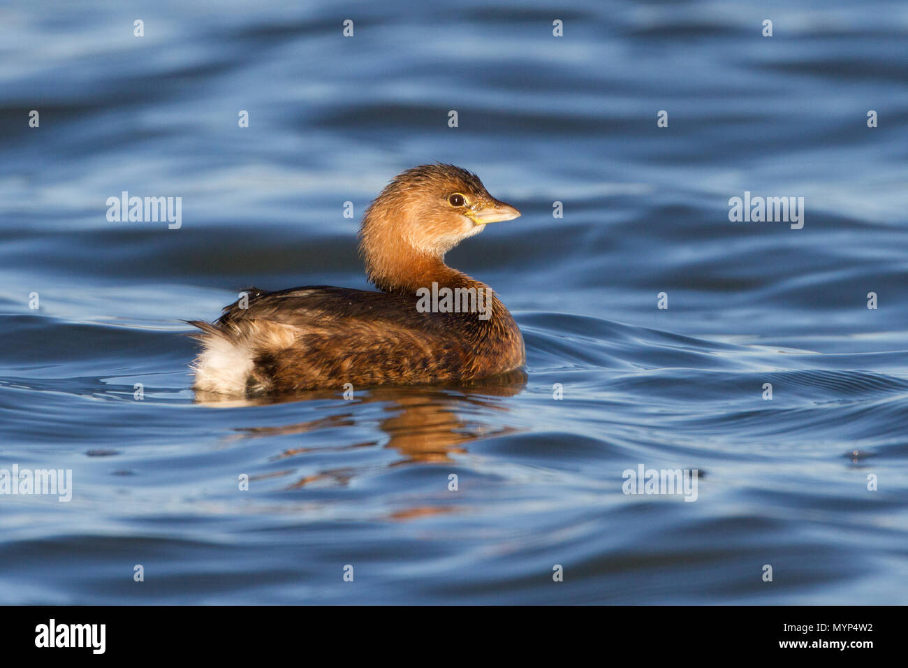 Portrait of a pied-billed grebe. Stock Photo