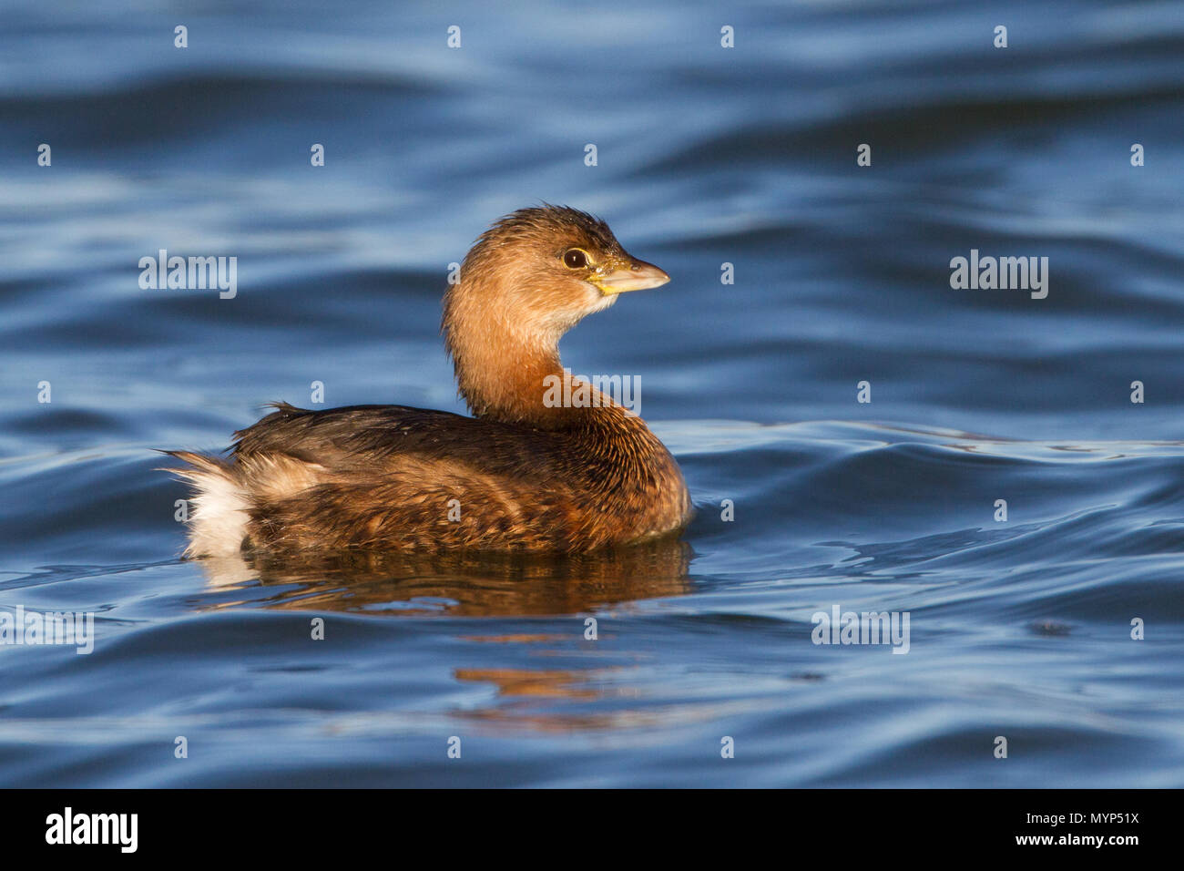 Portrait of a pied-billed grebe. Stock Photo