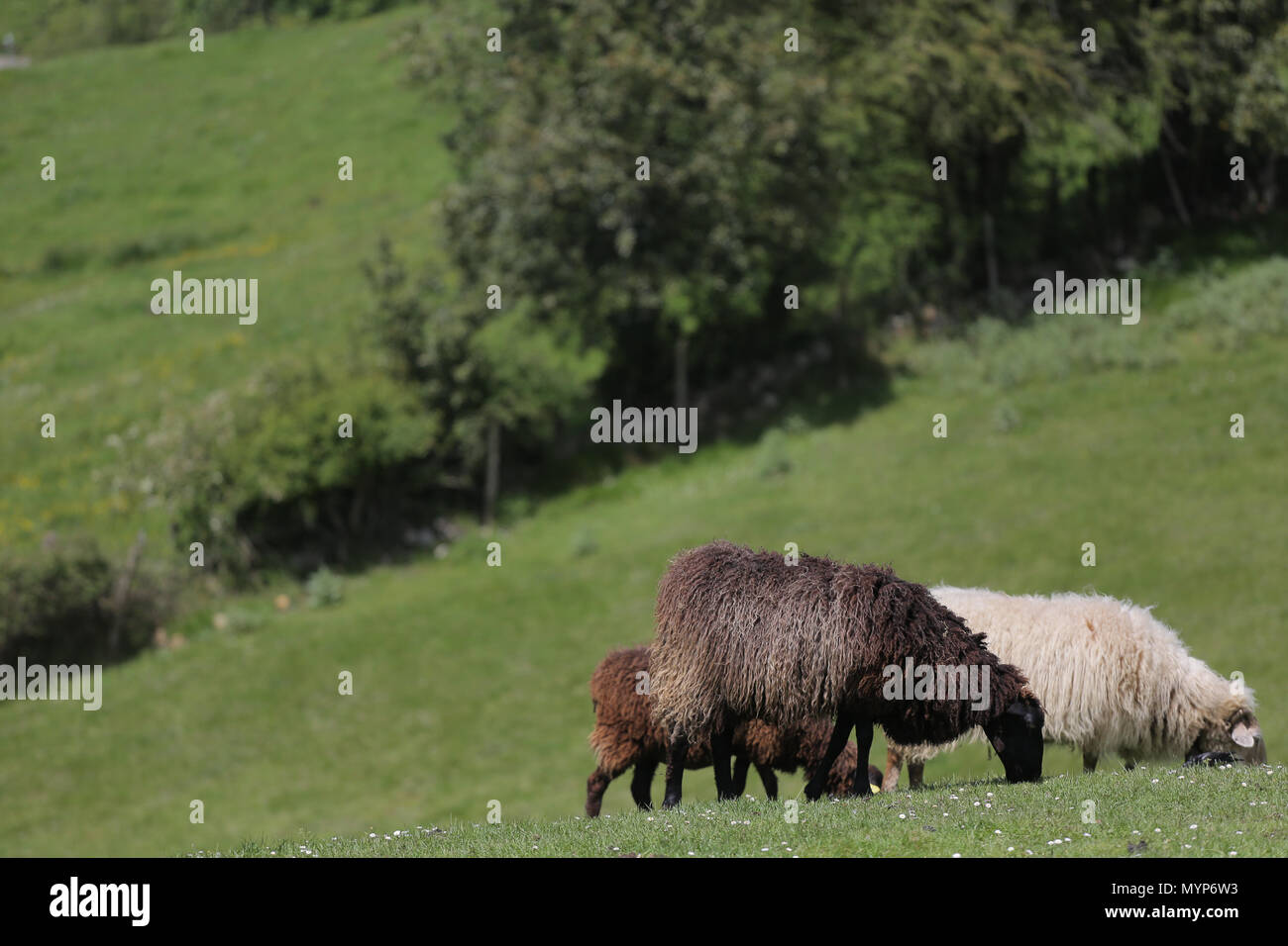 Sheeps in Pola de Siero Stock Photo