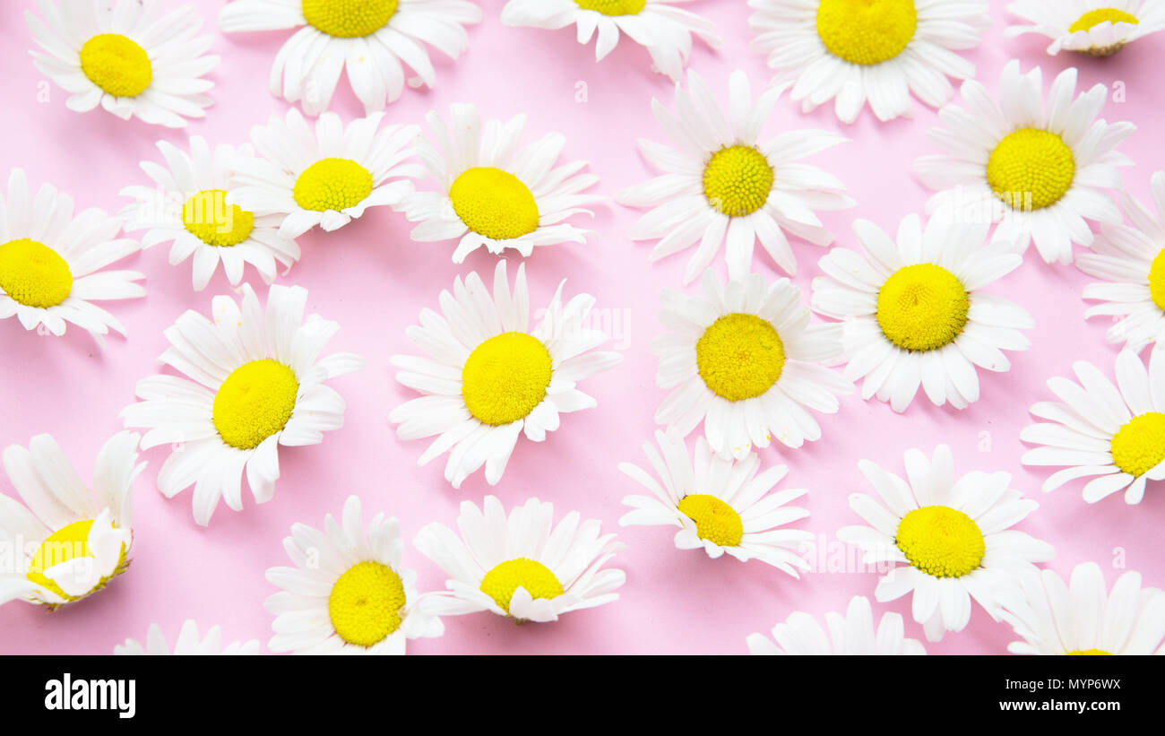 closeup of beautiful daisies on an pink background Stock Photo