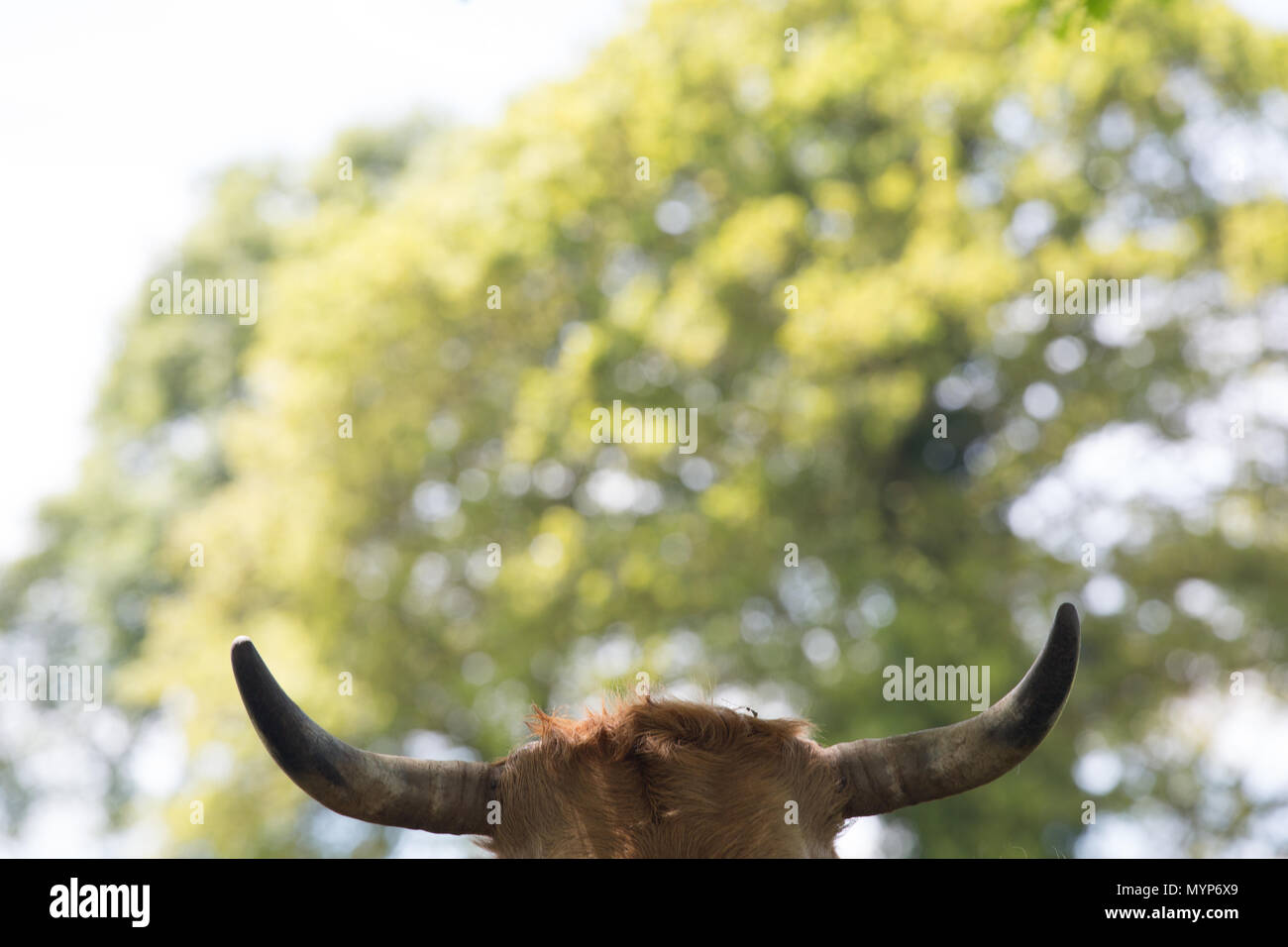 Head of a cow Stock Photo