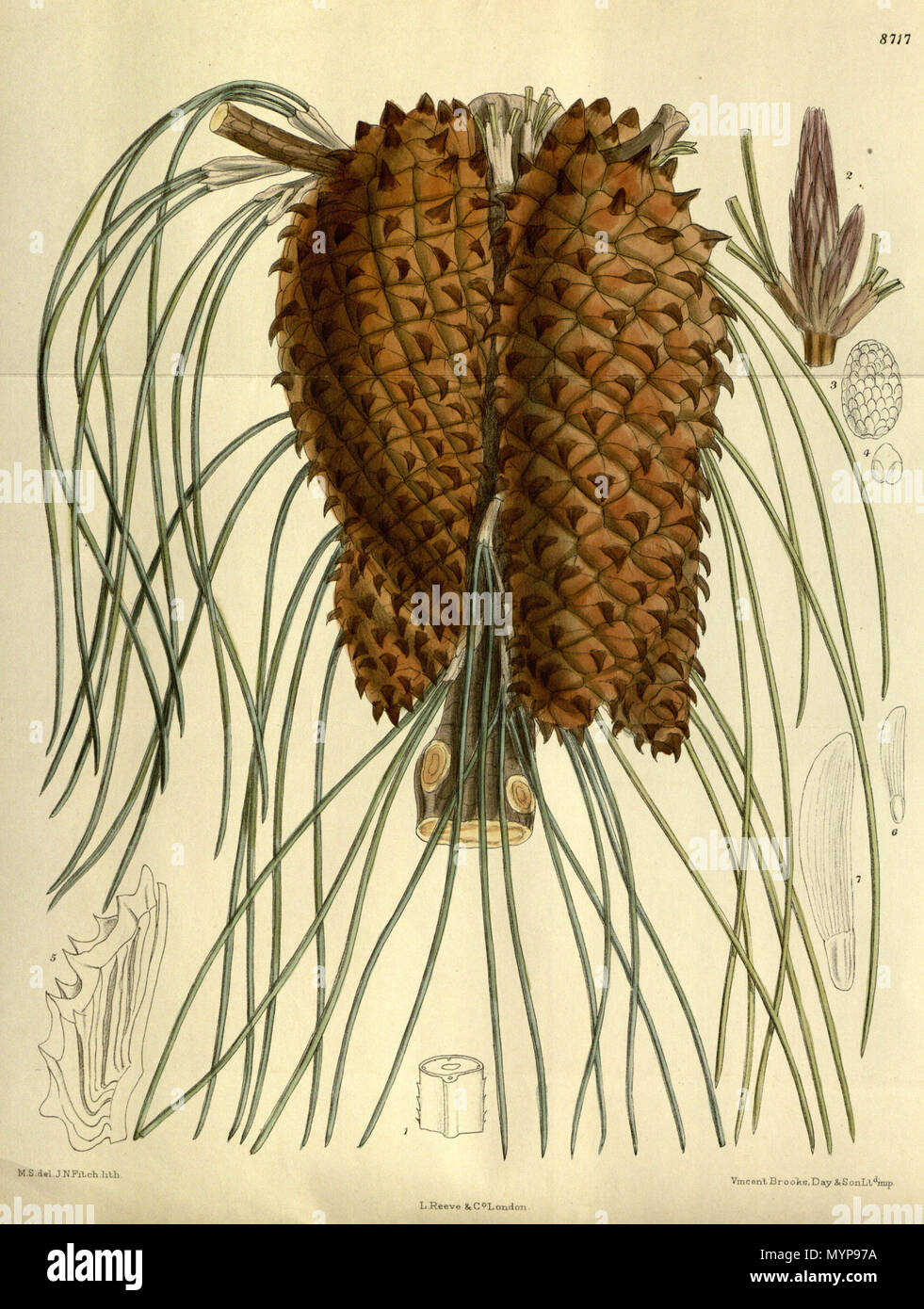 . Pinus tuberculata (= Pinus attenuata), Pinaceae . 1917. M.S. del., J.N.Fitch lith. 423 Pinus tuberculata 143-8717 Stock Photo