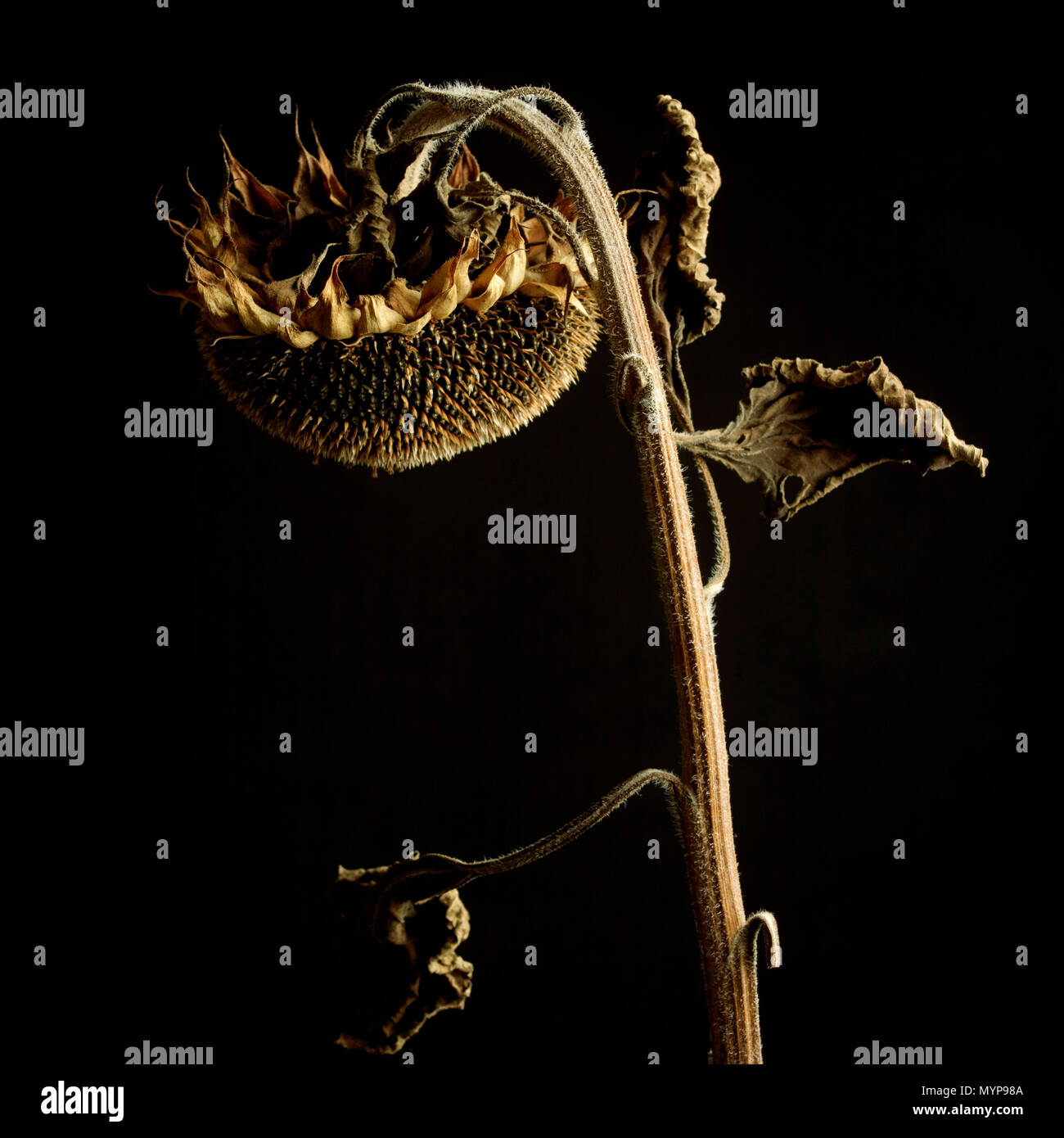 My Image 26