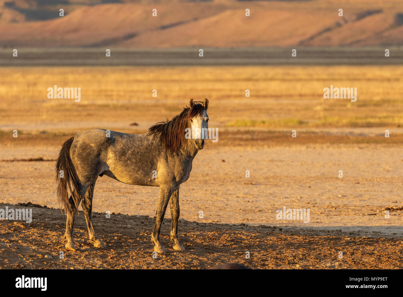 Wild Horse Stallion Stock Photo