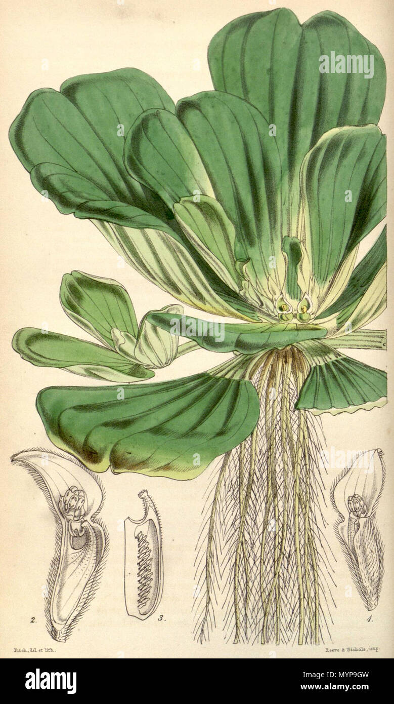 . English: Pistia stratiotes botanical drawing . 1851. W. Fitch (d. 1892) 424 Pistia stratiotes CBM Stock Photo