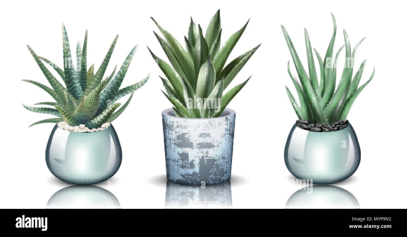Aloe vera plants set collection Vector. detailed illustration design ...