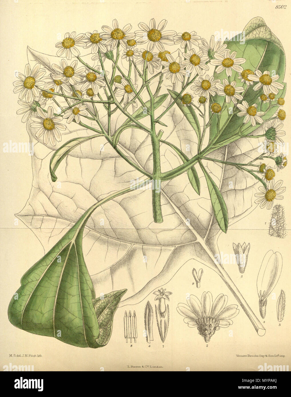 . Podachaenium eminens, Asteraceae . 1913. M.S. del, J.N.Fitch, lith. 427 Podachaenium eminens 139-8502 Stock Photo