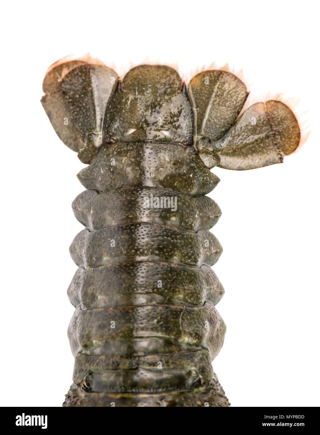 Tail of live crayfish closeup on white background Stock Photo Alamy
