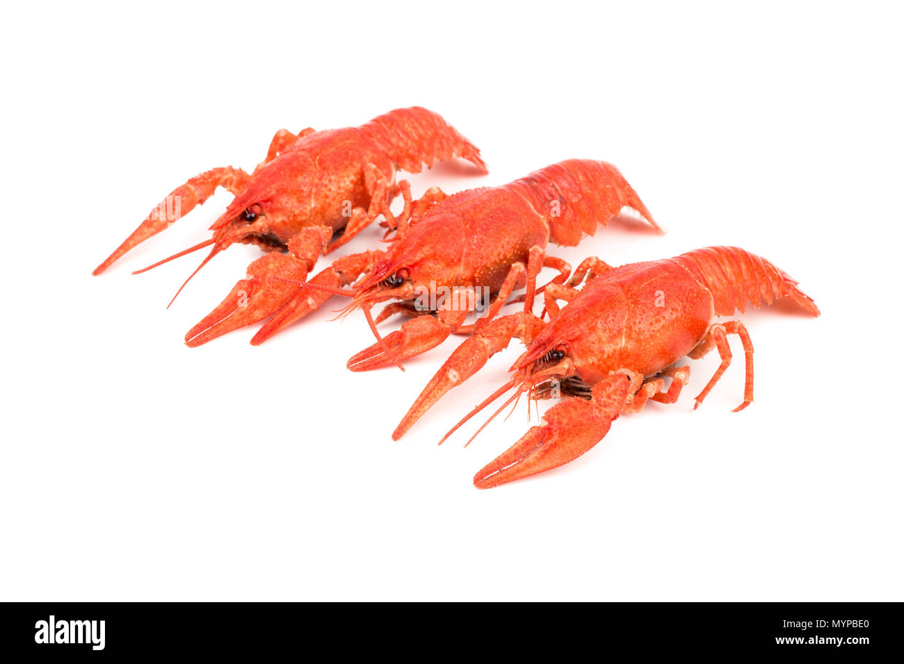 Three fresh boiled crawfish on a white background Stock Photo