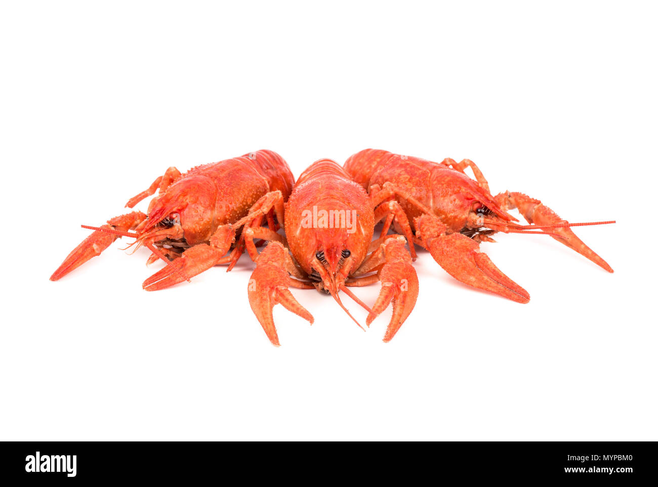 Three fresh boiled crawfish on a white background Stock Photo