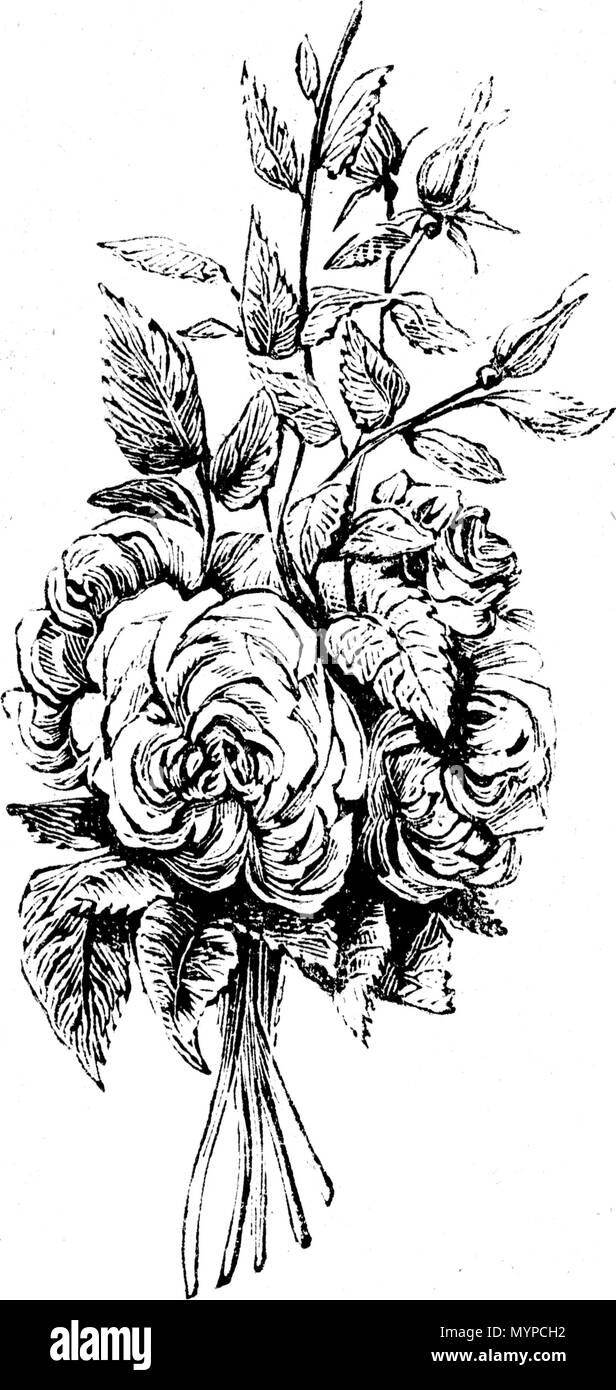 Fleurs Roses Stock Photos Fleurs Roses Stock Images Page