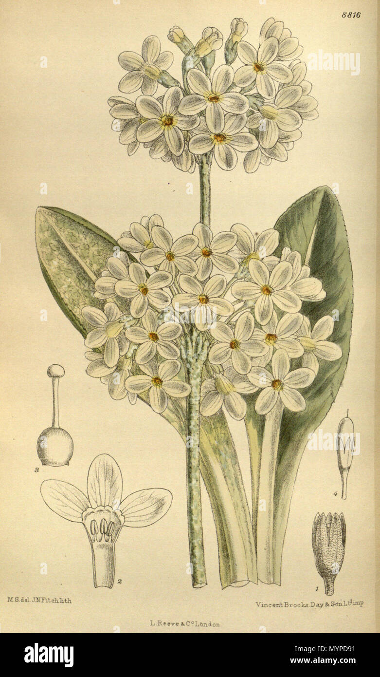 . Primula chionantha, Primulaceae . 1919. M.S. del., J.N.Fitch lith. 437 Primula chionantha 145-8816 Stock Photo
