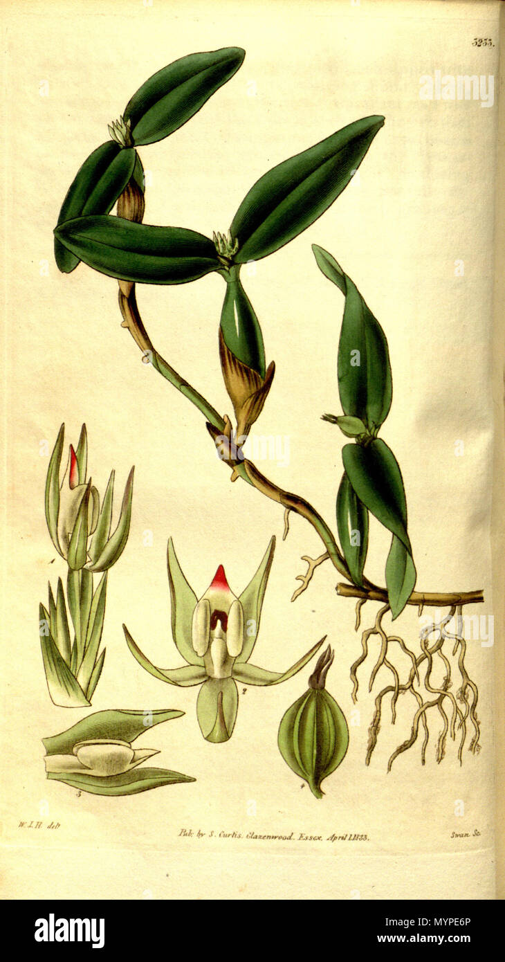 . Illustration of Prosthechea pygmaea (as syn. Epidendrum pygmaeum) . 1833. W. J. H. (= William Jackson Hooker) (1785-1865) del., Swan sc. 439 Prosthechea pygmaea (as Epidendrum pygmaeum) - Curtis' 60 (N.S. 7) pl. 3220 (1833) Stock Photo