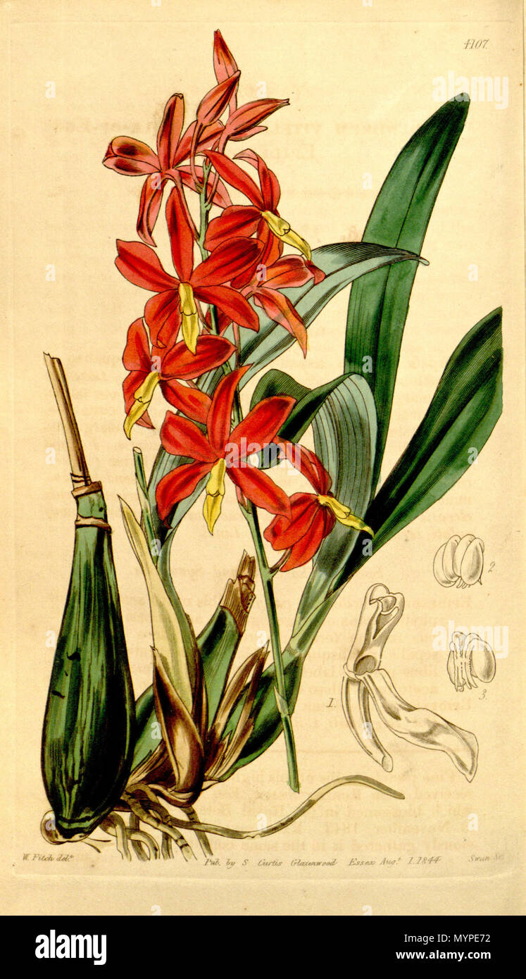 . Illustration of Prosthechea vitellina (as syn. Epidendrum vitellinum)) . 1844. Walter Hood Fitch (1817-1892) del., Swan sc. lith. 439 Prosthechea vitellina (as Epidendrum vitellinum)-Curtis 70-4107 (1844) Stock Photo