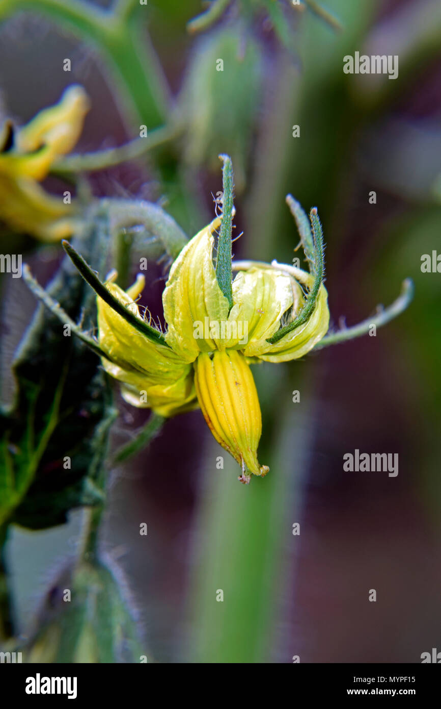 Tomato calyx hires stock photography and images Alamy