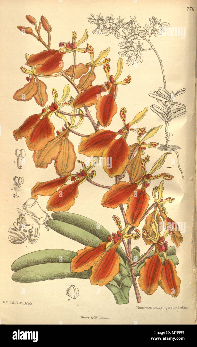 . Illustration of Renanthera imschootiana . 1900. M. S. del. ( = Matilda Smith, 1854-1926), J. N. Fitch lith. ( = John Nugent Fitch, 1840–1927) Description by Joseph Dalton Hooker (1817—1911) 451 Renanthera imschootiana Stock Photo