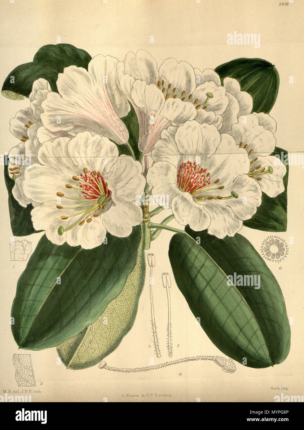 . Rhododendron serotinum, Ericaceae . 1920. M.S. del., J.N.F. lith. 453 Rhododendron serotinum 146-8841 Stock Photo