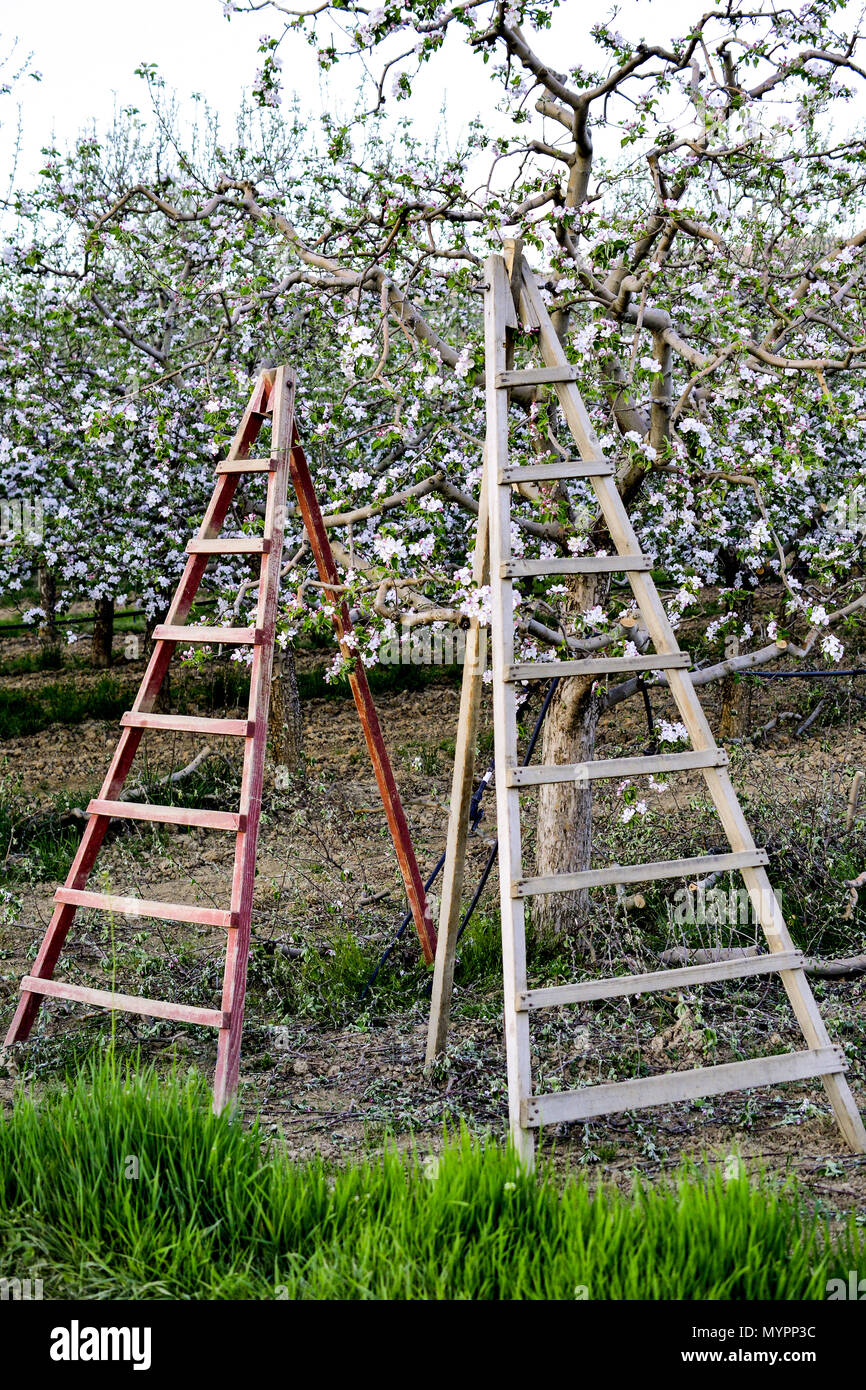 two ladders in a blossomin apple orchard in spring Stock Photo - Alamy