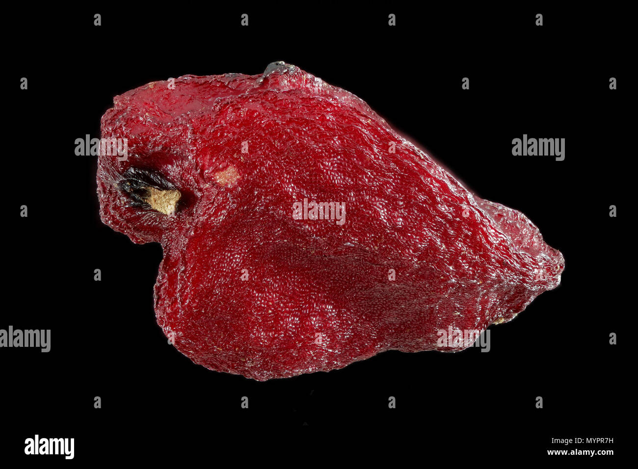 Paeonia mascula, Coral peony, Korallen-Pfingstrose, seed, close up, seed size 4-6 mm Stock Photo