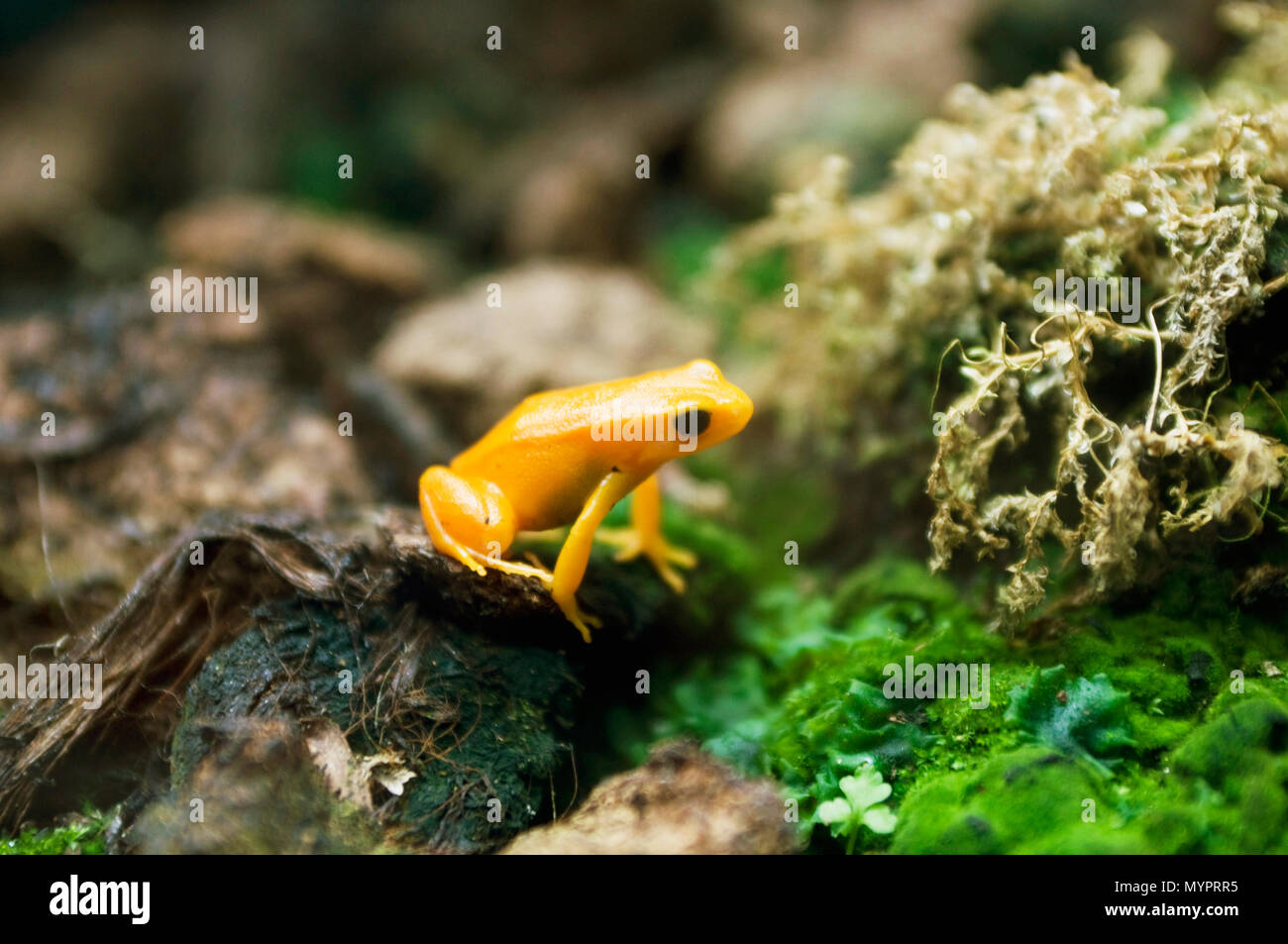 Poison yellow frog — Stock Image & Photo Stock Photo