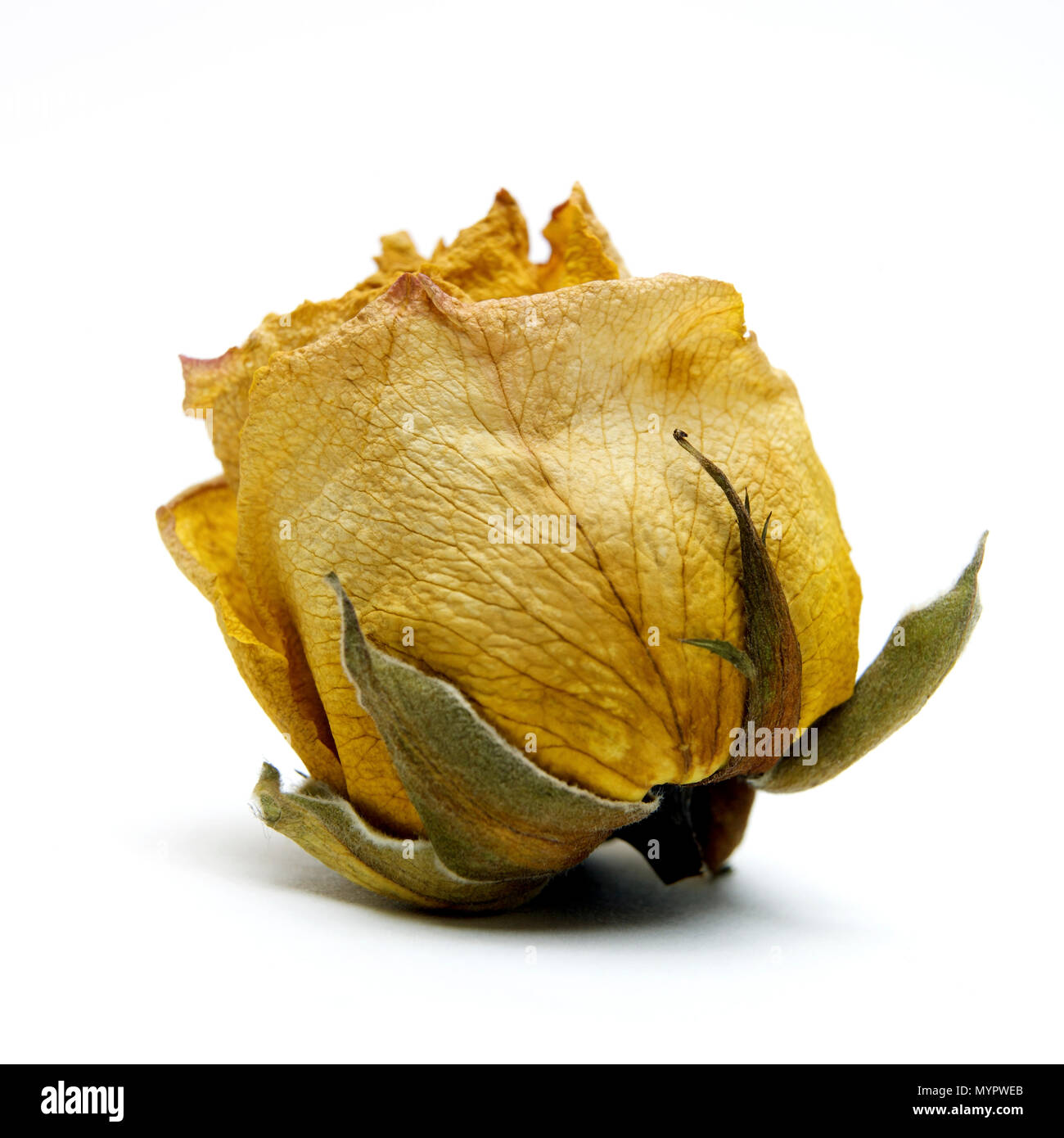 Withered rose heads,  studio shot Stock Photo