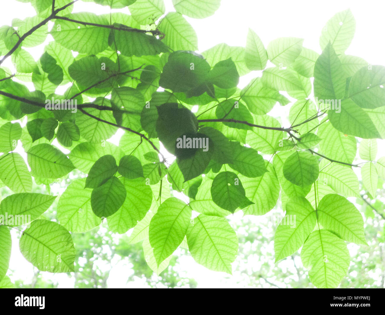 leaves on tree in forest, Asheville, western North Carolina. Stock Photo