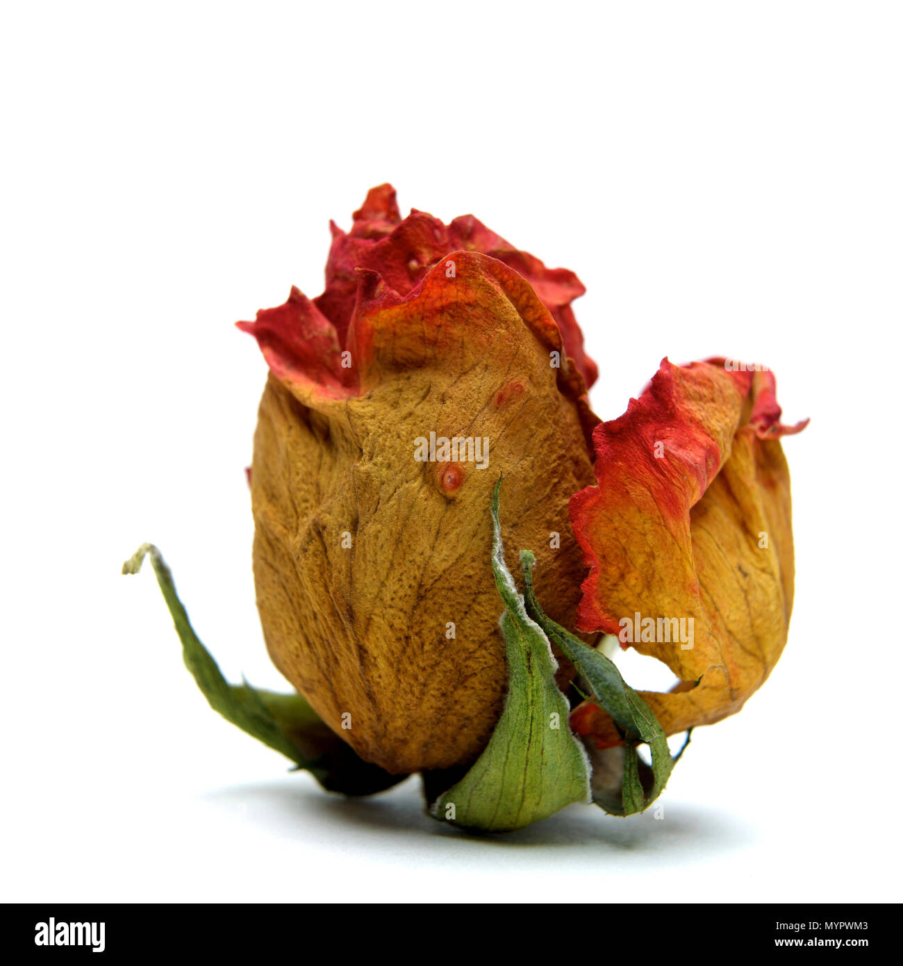 Withered rose heads, studio shot Stock Photo - Alamy