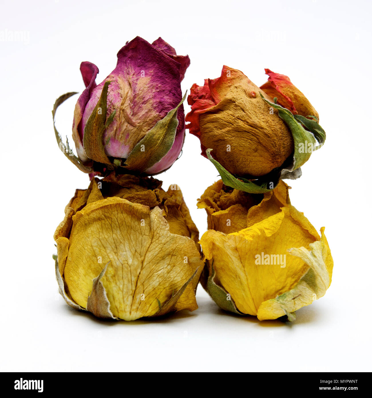 Withered rose heads,  studio shot Stock Photo