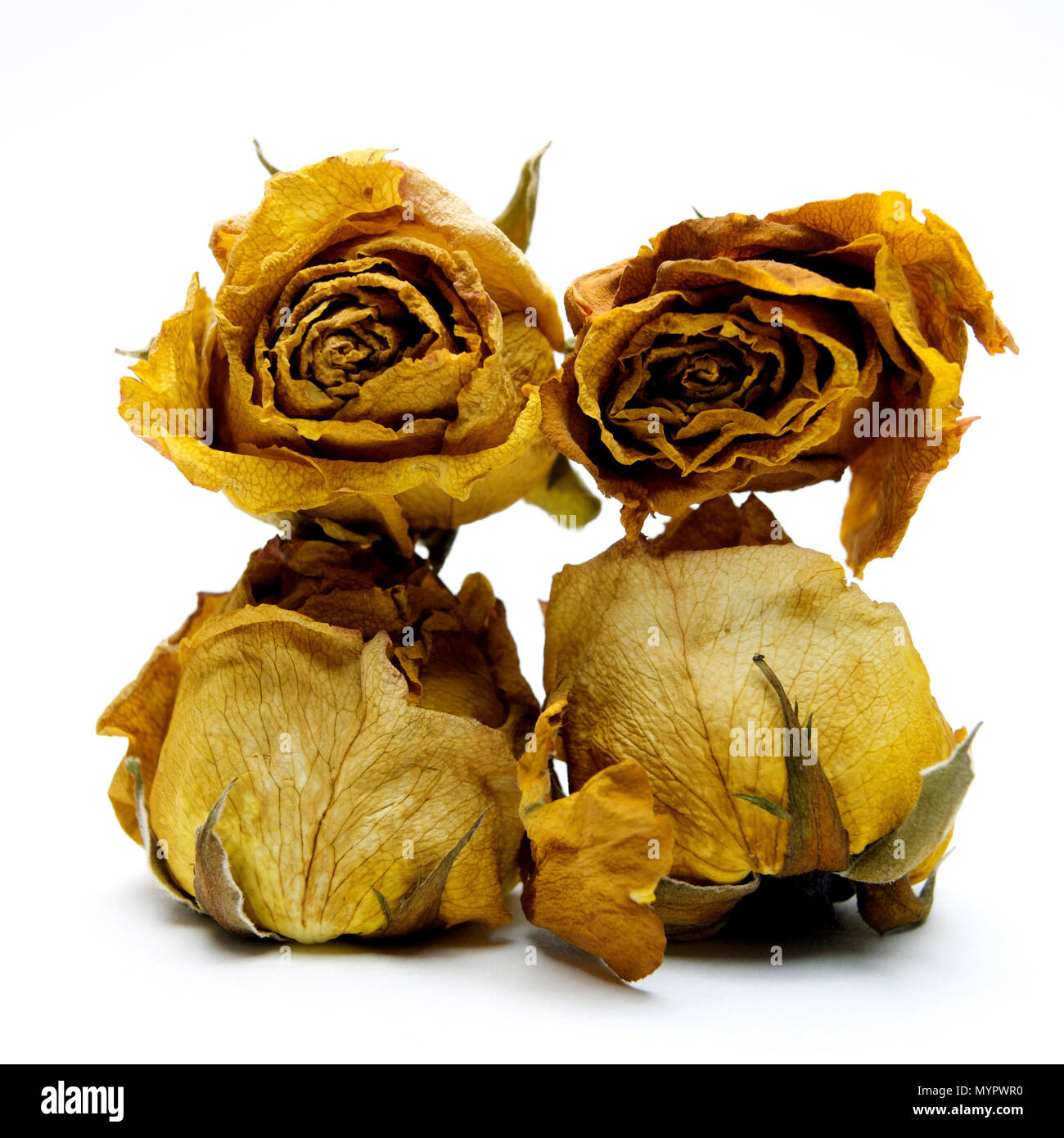 Withered rose heads, studio shot Stock Photo - Alamy