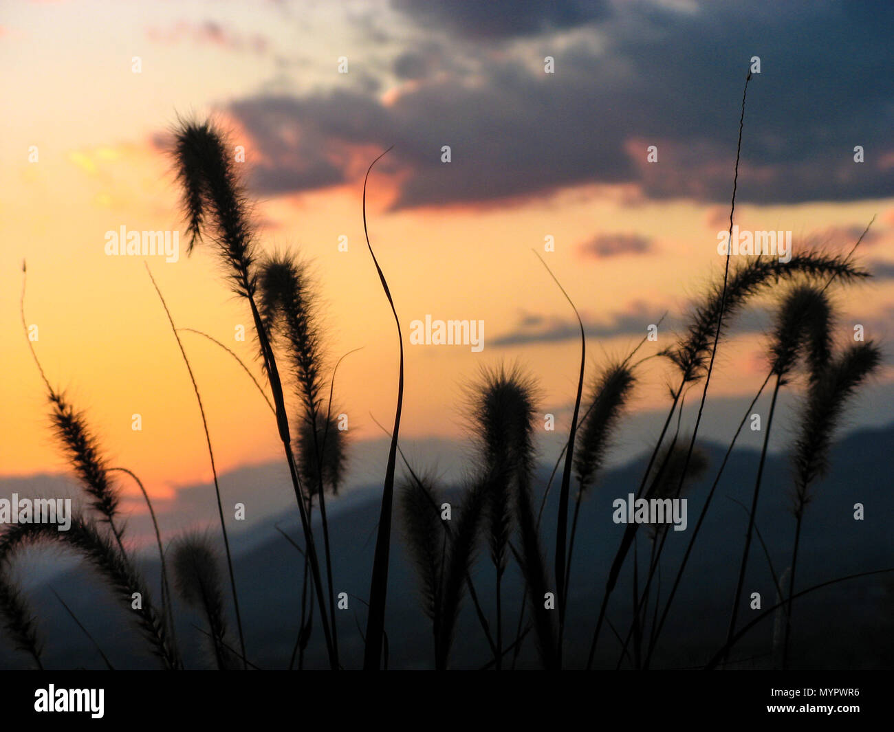 Autumn view of the Blue Ridge Mountains at sunset through silhouette of grasses - Asheville, North Carolina. Stock Photo