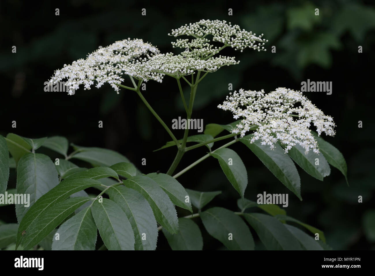 Flowering elderberry plant. White flowers and green leaves Stock Photo