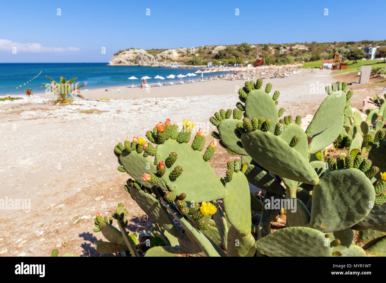 Green opuntia (cactus) growing along beach in Kolymbia. Rhodes island, Greece Stock Photo