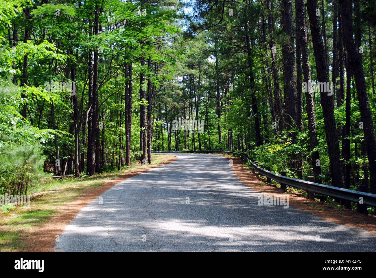 Little Pines: Your Gateway to Arkansas's Natural Beauty