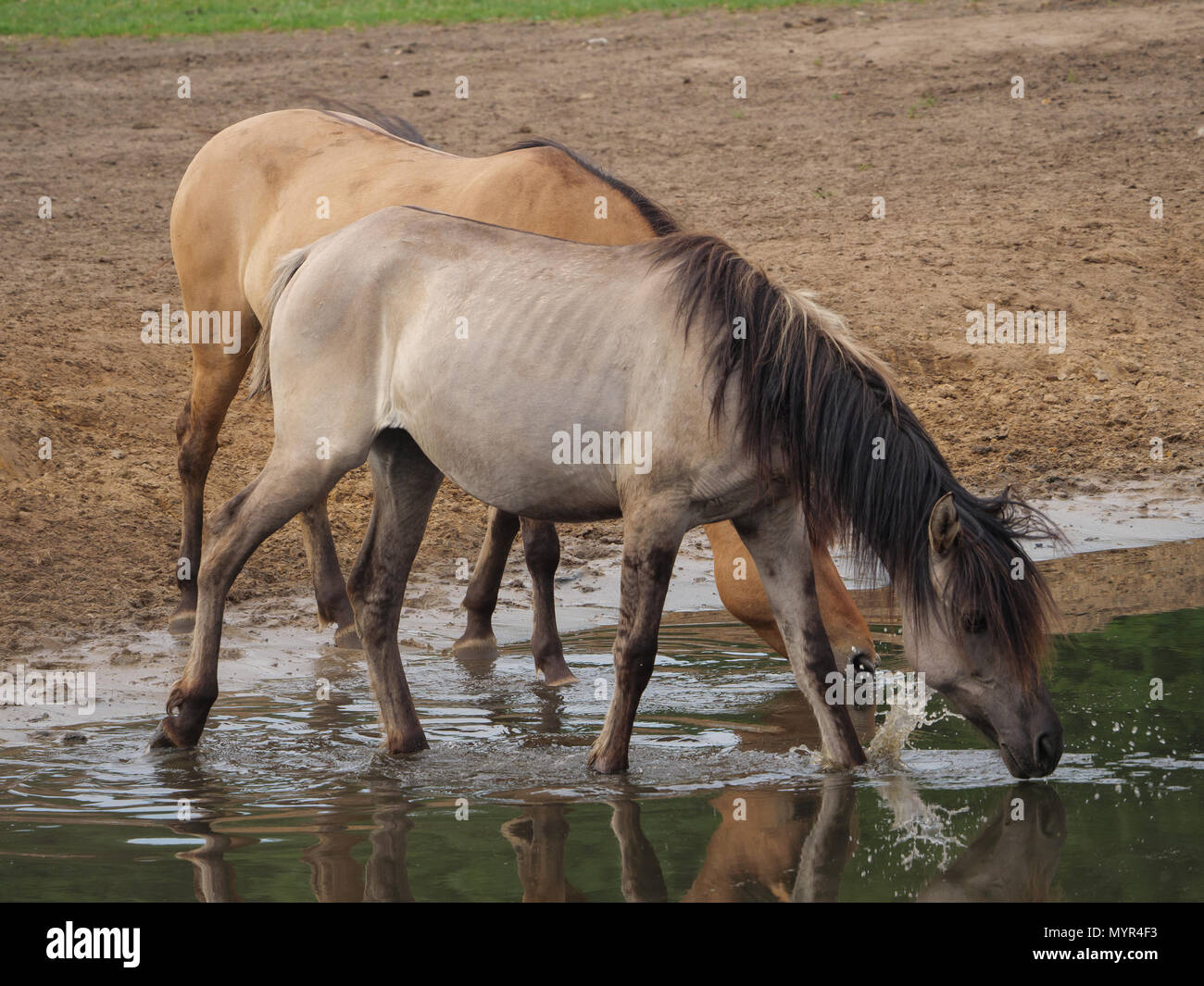 wild horses in germany Stock Photo Alamy