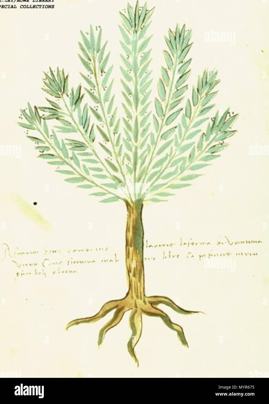 . English: 'Rosmarino' (family Lamiaceae, formerly Labiatae), probably Rosmarinum officinalis, Rosemary, a rosette-like structure of branches with opposite leaves and small axial flowers atop a thick stem, or trunk, green with a brown trunk and small blue flowers. circa 1500. Unknown artist from Italy 462 Rosemary, ca 1500 Stock Photo