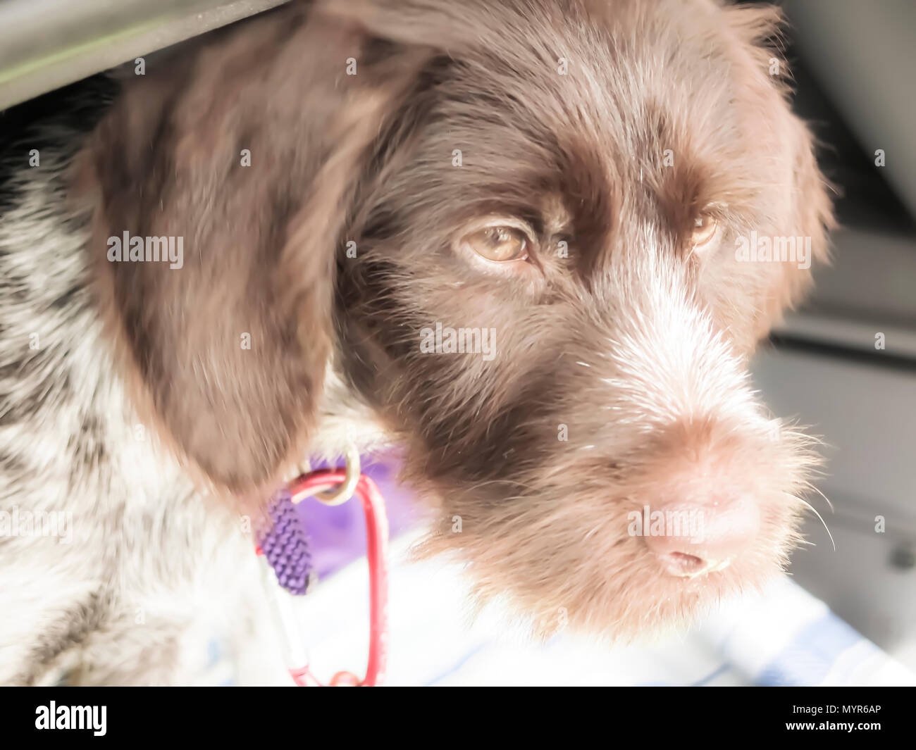 German wire haired pointer puppy Stock Photo