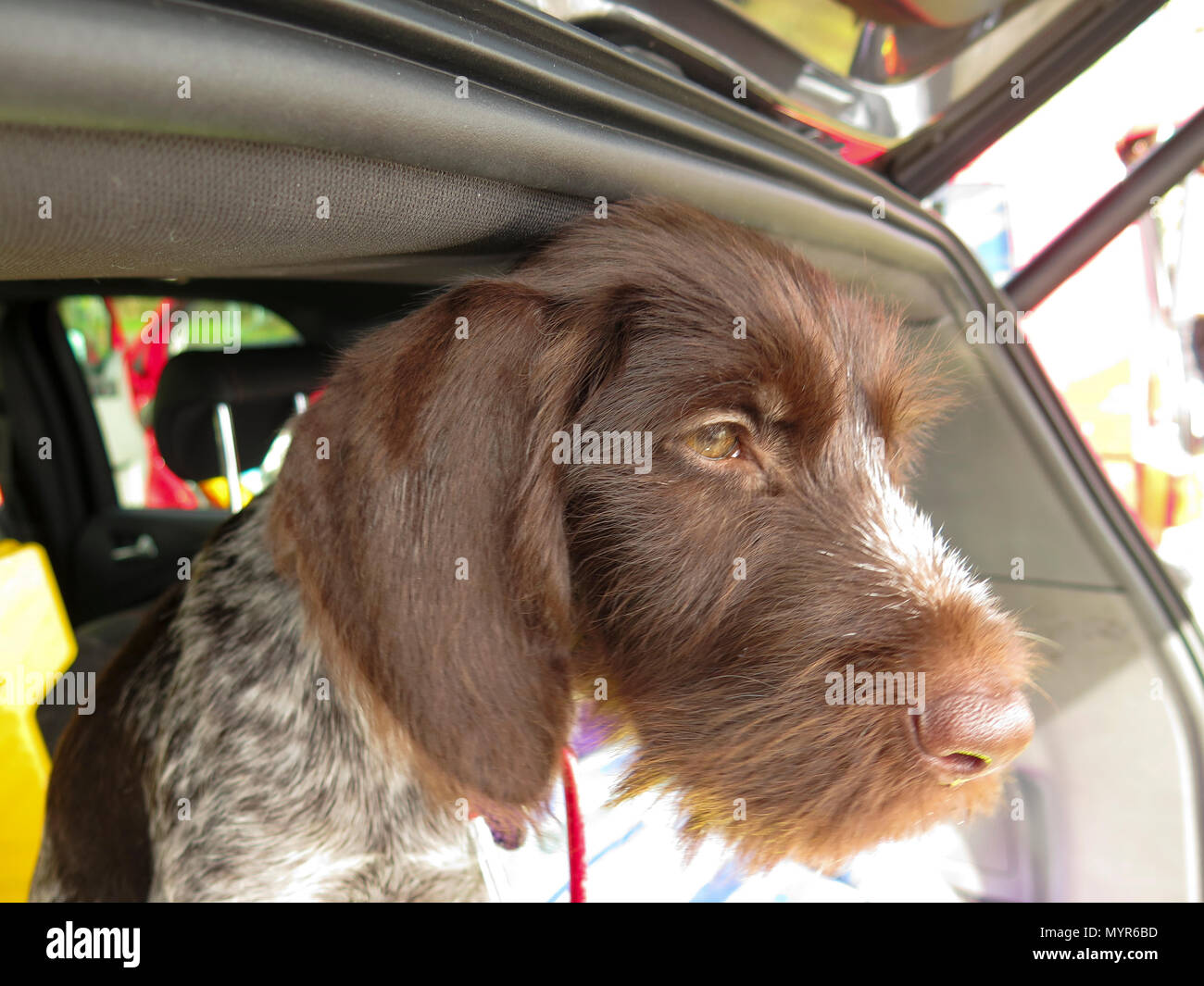German wire haired pointer puppy in car boot Stock Photo