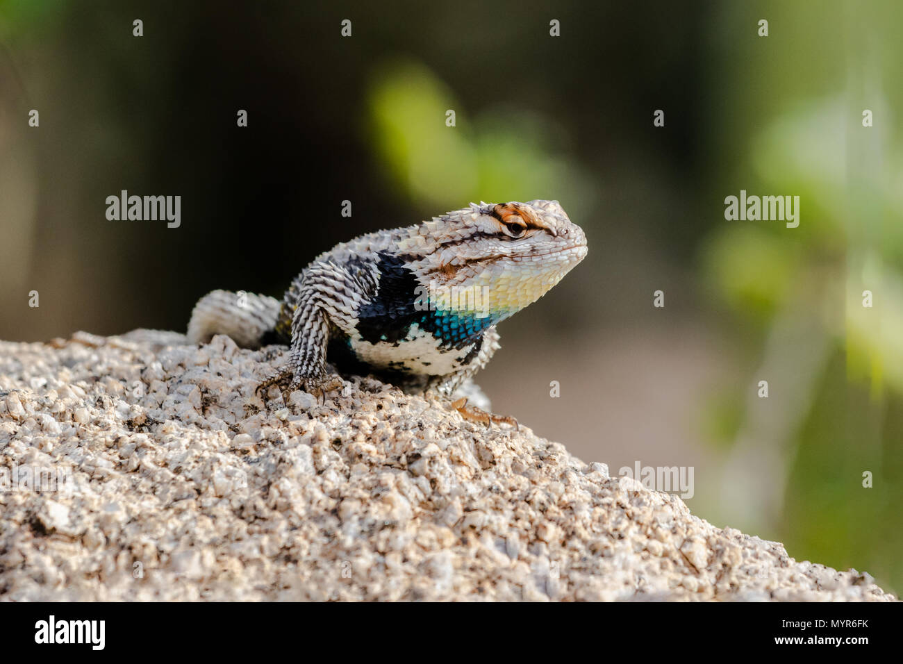 Desert Spiny Lizard (sceloporus magister) on a granite rock, with brightly colored scales, in Arizona's Sonoran desert. Stock Photo